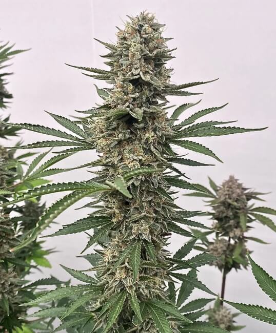 Tahoe Cookies Auto (Atlas Seed) autoflowering Cannabis Samen von Atlas Seed