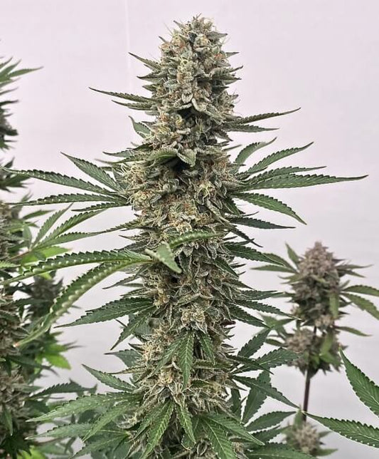 Tahoe Cookies Auto (Atlas Seed) autoflowering Cannabis Samen von Atlas Seed