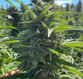 Wedding Cake Auto (Atlas Seed) autoflowering Cannabis Samen von Atlas Seed