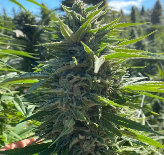 Wedding Cake Auto (Atlas Seed) autoflowering Cannabis Samen von Atlas Seed