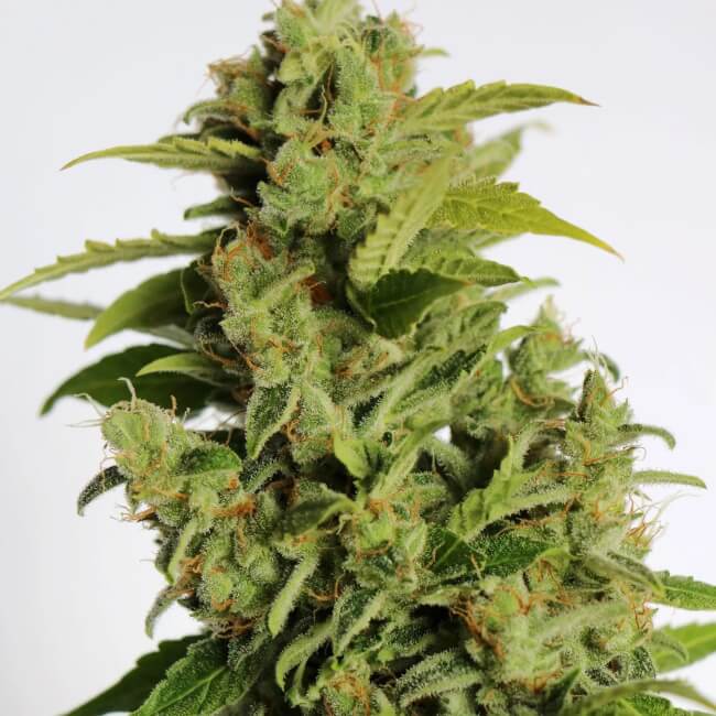 Cherry Bear Kush Auto (Atlas Seed) Cannabis Samen von Atlas Seed