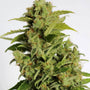 Cherry Bear Kush Auto (Atlas Seed)