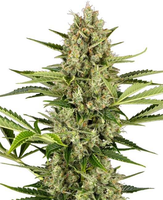 Jack Herer Auto (Sensi Seeds) Cannabis Samen von Sensi Seeds