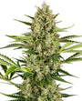 Jack Herer Auto (Sensi Seeds)