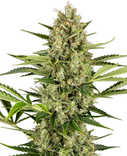 Jack Herer Auto (Sensi Seeds) Cannabis Samen von Sensi Seeds