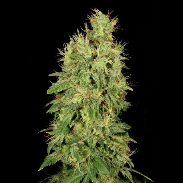 Chronic CBD (Serious Seeds) feminisiert Cannabis Samen von Serious Seeds