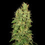 Chronic CBD (Serious Seeds) feminisiert