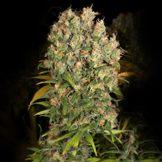 Warlock CBD (Serious Seeds) feminisiert Cannabis Samen von Serious Seeds