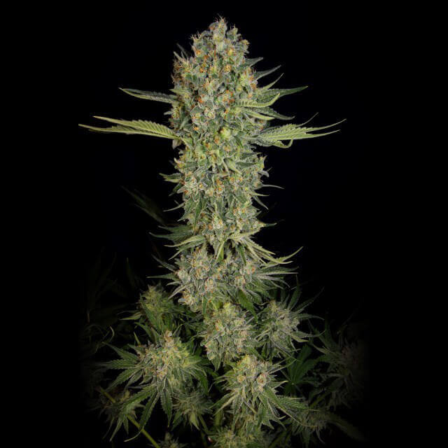 Serious Kush (Serious Seeds) feminisiert Cannabis Samen von Serious Seeds