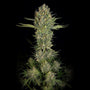 Serious Kush (Serious Seeds) feminisiert