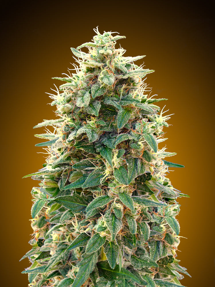 00 Cheese Auto (00 Seeds) Cannabis Samen von 00 Seeds