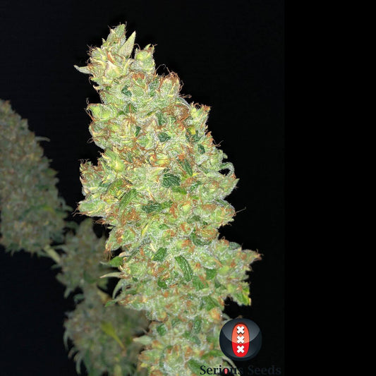Strawberry Akeil (Serious Seeds) feminisiert Cannabis Samen von Serious Seeds