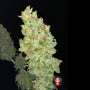 Strawberry Akeil (Serious Seeds) feminisiert