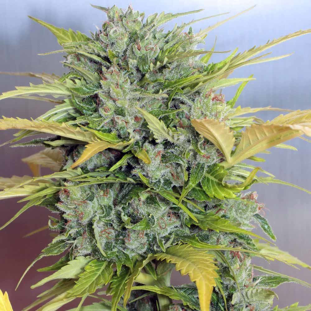 AK47 Auto (Serious Seeds) Cannabis Samen von Serious Seeds