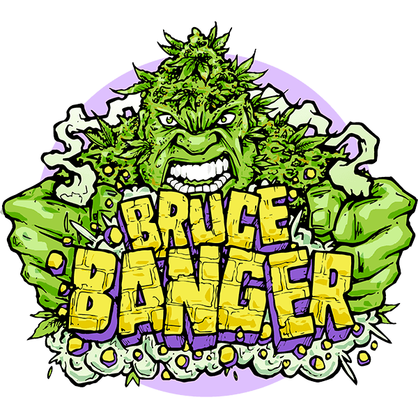 Bruce Banger Fast (Seedsman) feminisiert Cannabis Samen von Seedsman