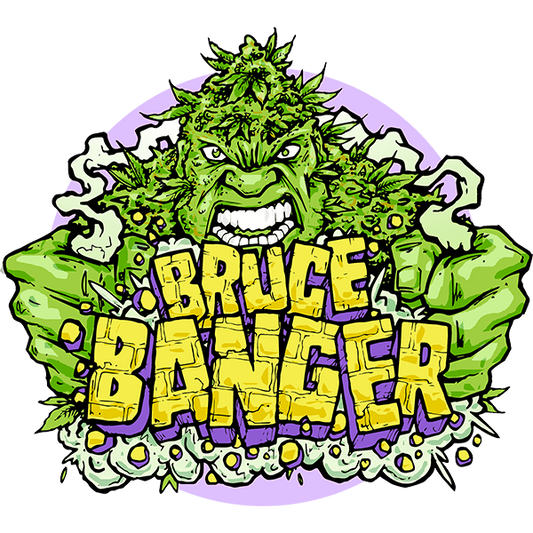 Bruce Banger Fast (Seedsman) feminisiert Cannabis Samen von Seedsman