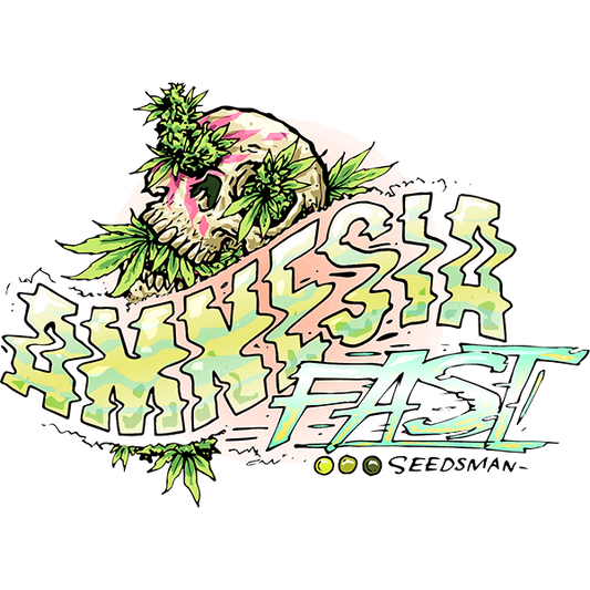 Amnesia Fast (Seedsman) feminisiert Cannabis Samen von Seedsman