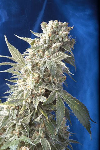 AK47 (Serious Seeds) feminisiert Cannabis Samen von Serious Seeds