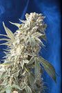 AK47 (Serious Seeds) feminisiert