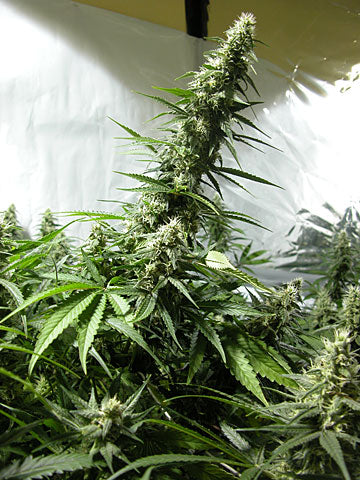 White Russian (Serious Seeds) feminisiert Cannabis Samen von Serious Seeds