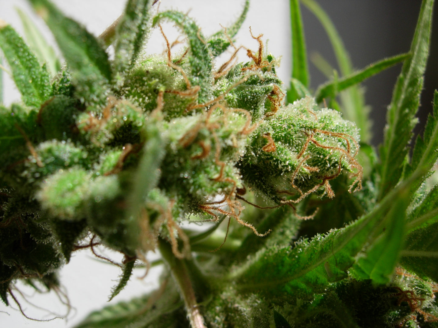 Guawi (Ace Seeds) feminisiert Cannabis Samen von Ace Seeds