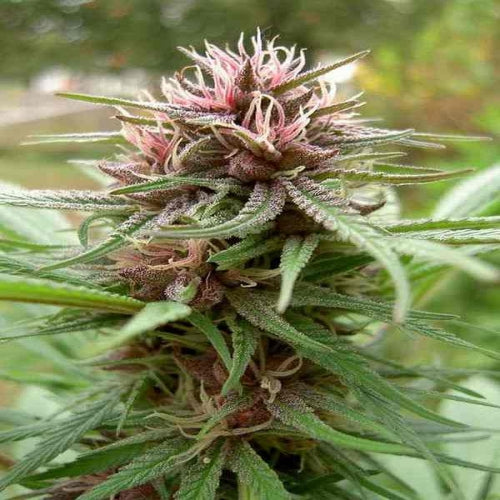 Erdpurt (Ace Seeds) Regulär Cannabis Samen von Ace Seeds