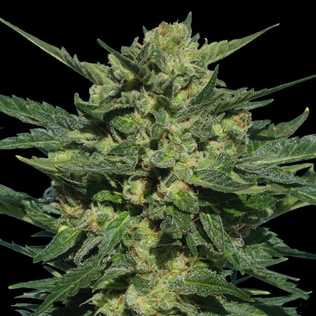 White Russian Auto (Serious Seeds) Cannabis Samen von Serious Seeds