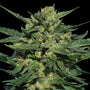 White Russian Auto (Serious Seeds)