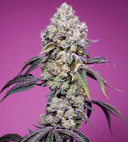 Sweet Mandarine Zkittlez F1 FAST Version (Sweet Seeds) feminisiert Cannabis Samen von Sweet Seeds