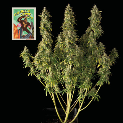 Gorilla Candy Auto (Seedsman) Cannabis Samen von Seedsman