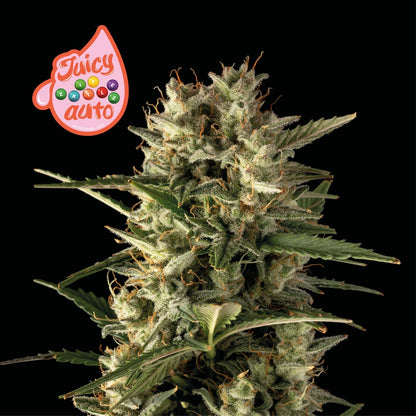 Juicy Zkittlez Auto (Seedsman) Cannabis Samen von Seedsman