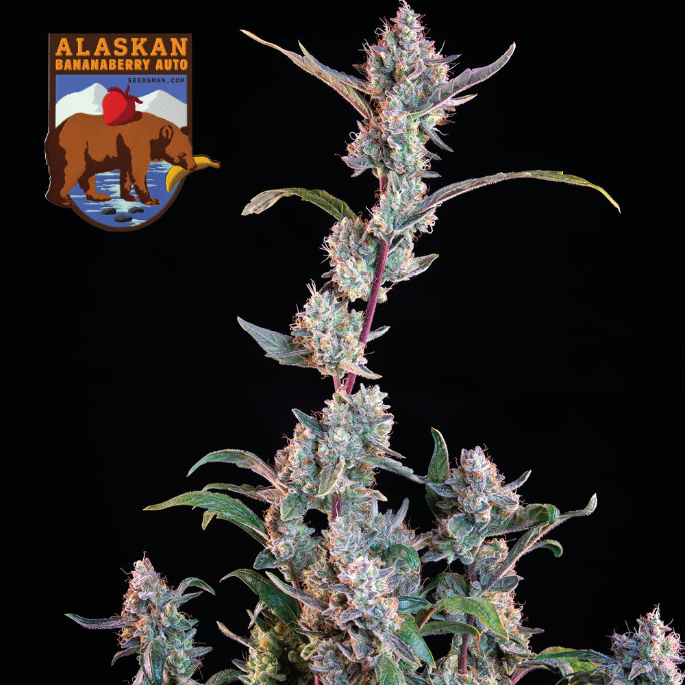 Alaskan Bananaberry Auto (Seedsman) Cannabis Samen von Seedsman