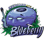 Blueberry (Seedsman) feminisiert