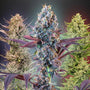 MegaMix Pack (Seedsman) feminized