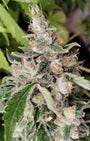 African Gas (Ace Seeds) feminisiert
