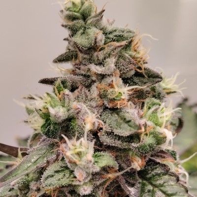 Kashmir (Ace Seeds)