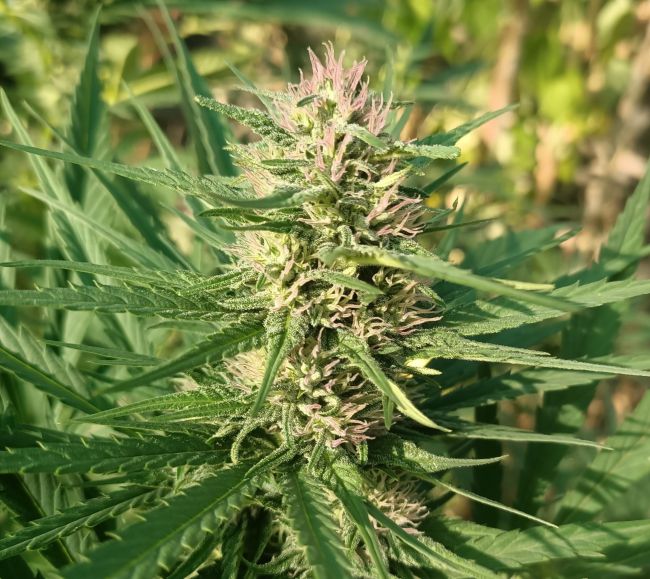 Creep Gouge (Ace Seeds)