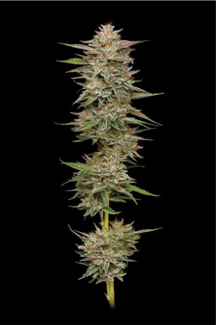 Banana OG Auto (Humboldt Seed Company)
