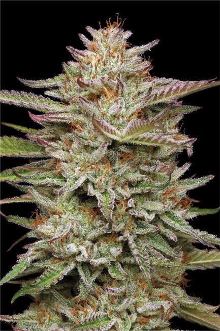 Banana OG Auto (Humboldt Seed Company)