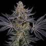 Gorilla Runtz (Seedsman) Feminized
