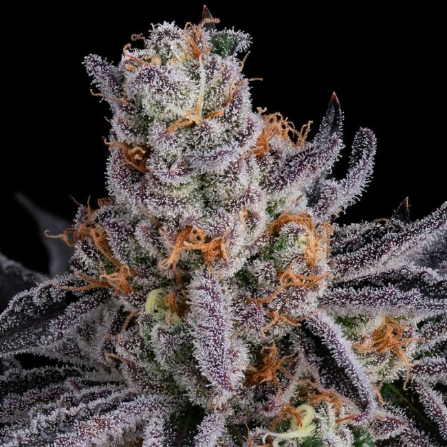 Gorilla Runtz (Seedsman) feminisiert Cannabis Samen von Seedsman