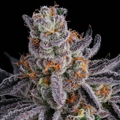 Gorilla Runtz (Seedsman) feminisiert Cannabis Samen von Seedsman