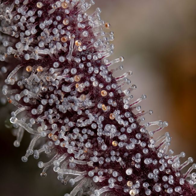 Gorilla Runtz (Seedsman) feminisiert Cannabis Samen von Seedsman