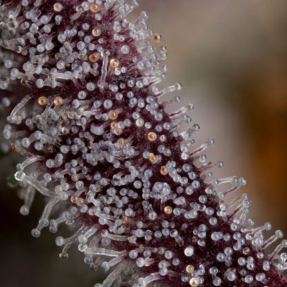 Gorilla Runtz (Seedsman) feminisiert Cannabis Samen von Seedsman