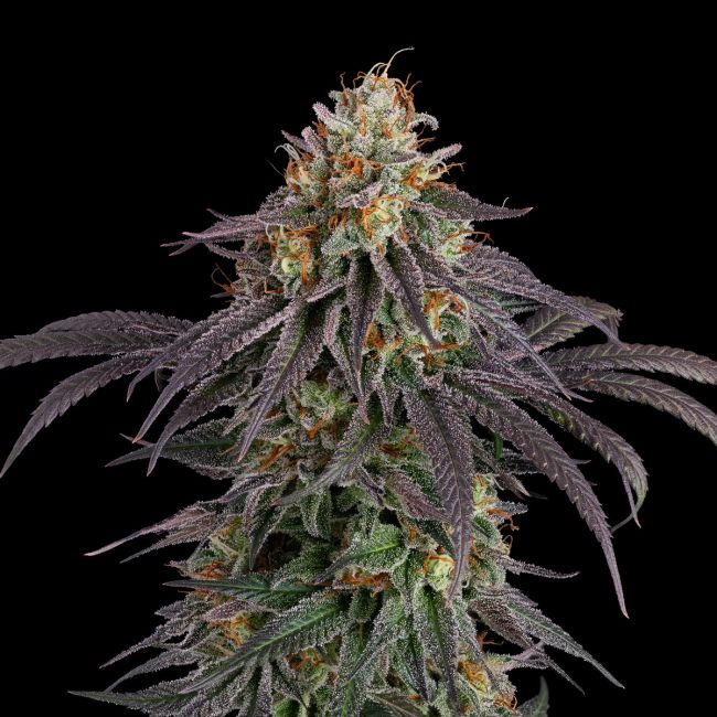 Guava Root GMO (Seedsman) feminisiert Cannabis Samen von Seedsman