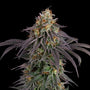 Guava Root GMO (Seedsman) feminized