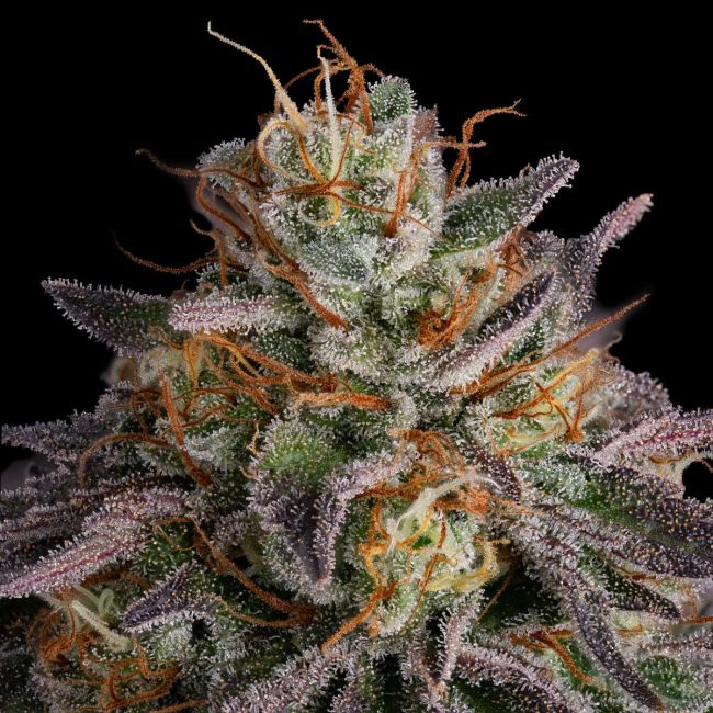 Guava Root GMO (Seedsman) feminisiert Cannabis Samen von Seedsman