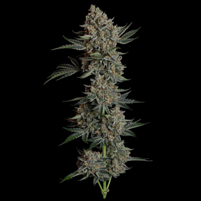 Gelato 41 BX Auto (Seedsman)