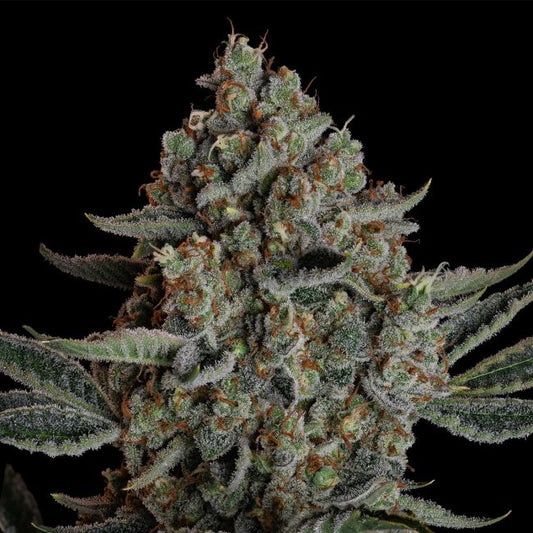 Gelato 41 BX Auto (Seedsman)