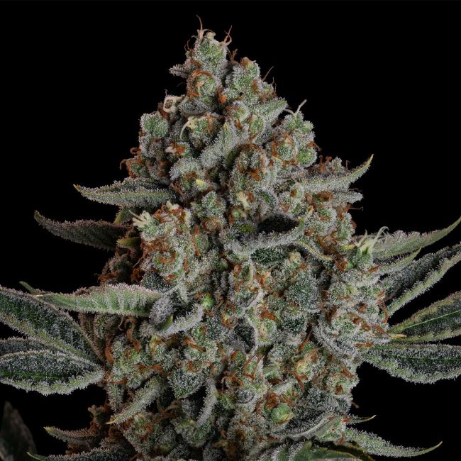 Gelato 41 BX Auto von Seedsman